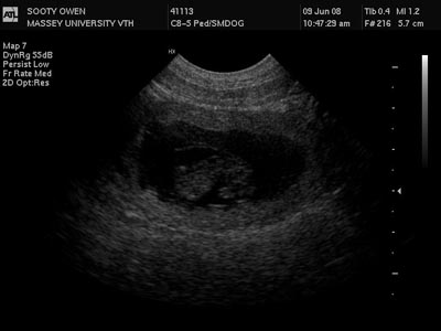 Boxer Puppies Foetus Photos