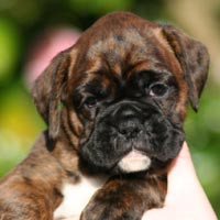 Boxer puppies - Bitch One, 5 weeks old.