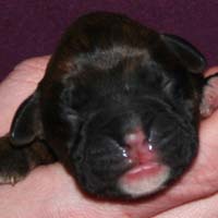 Boxer puppies - Bitch One, one day old.