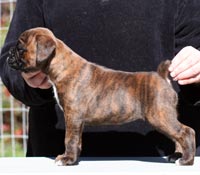 Boxer puppies - Bitch One, 5 weeks old.