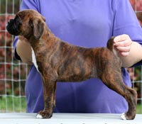 Boxer puppies - Bitch One, 9 weeks old.
