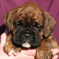 Boxer puppies - Bitch Two, 5 weeks old.