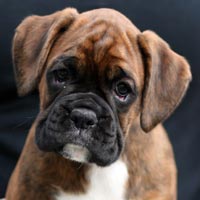 Boxer puppies - Bitch Two, 9 weeks old.