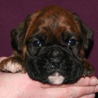 Boxer puppies - Bitch Two, 25 days old.