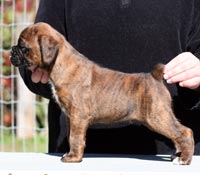 Boxer puppies - Dog, 5 weeks old.