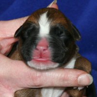 Ronin Tart N Tites (Danni), day one.