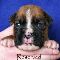 Ronin Tart N Tites (Danni), day nineteen.