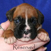 Ronin Tart N Tites (Danni), day nineteen.