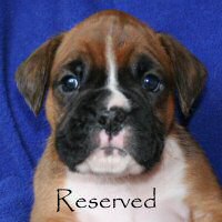 Boxer puppies - Ronin Tart N Tites (Danni), 4 weeks and 3 days.