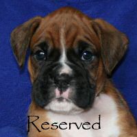 Boxer puppies - Ronin Tart N Tites (Danni), 5 weeks and 2 days.