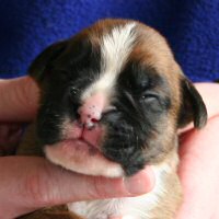 Ronin Tart N Tites (Danni), day nine.