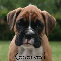 Boxer puppies - Ronin Tart N Tites (Danni), 6 weeks.