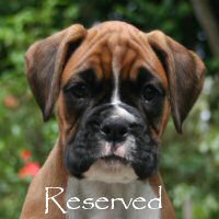 Boxer puppies - Ronin Tart N Tites (Danni), 7 weeks.