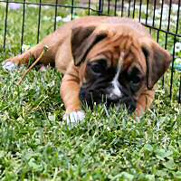 Boxer puppies - Ronin Tart N Tites (Danni).
