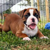 Boxer puppies - Donut.
