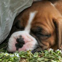 Boxer puppies - Ronin Enzo Ferrari (Enzo).