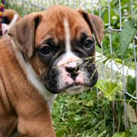 Boxer puppies - Ronin Finn Mccool (Finn).