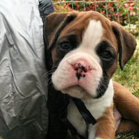 Boxer puppies - Ronin Too Faust Too Furious.