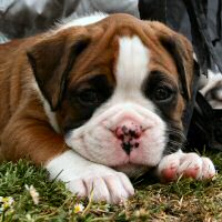 Boxer puppies - Ronin Too Faust Too Furious.
