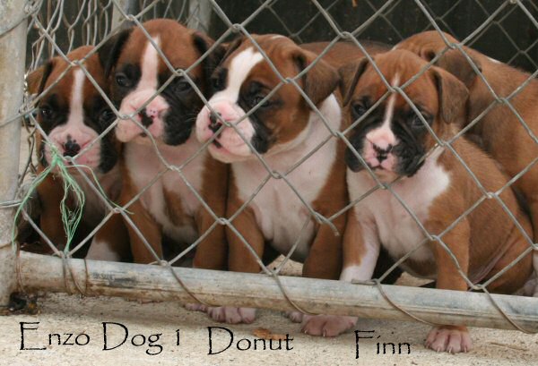 Contemplating escape.