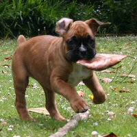 Boxer puppies - Ronin Tart N Tites (Danni), 7 weeks.