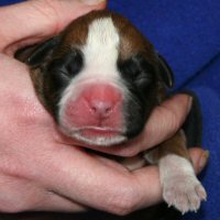 Aust Ch Ronin Memphis Meltdown (Imp NZ), day one.