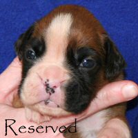 Aust Ch Ronin Memphis Meltdown (Imp NZ), day nineteen.