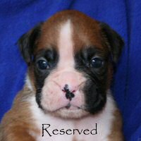 Aust Ch Ronin Memphis Meltdown (Imp NZ), day nineteen.