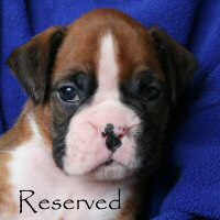 Boxer puppies - Aust Ch Ronin Memphis Meltdown (Imp NZ), 4 weeks and 3 days.