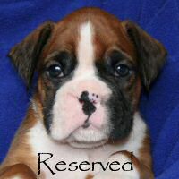 Boxer puppies - Aust Ch Ronin Memphis Meltdown (Imp NZ), 5 weeks and 2 days.