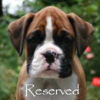 Boxer puppies - Aust Ch Ronin Memphis Meltdown (Imp NZ), 7 weeks.