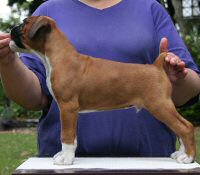 Boxer puppies - Aust Ch Ronin Memphis Meltdown (Imp NZ), 7 weeks.