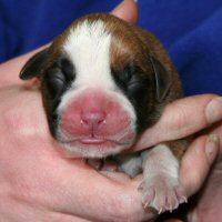 Fonzie Fonzarelli (Fonzie), day one.