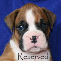 Boxer puppies - Fonzie Fonzarelli (Fonzie), 4 weeks and 3 days.