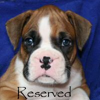 Boxer puppies - Fonzie Fonzarelli (Fonzie), 5 weeks and 2 days.