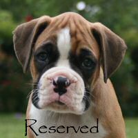 Boxer puppies - Fonzie Fonzarelli (Fonzie), 6 weeks.