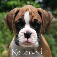 Boxer puppies - Fonzie Fonzarelli (Fonzie), 7 weeks.