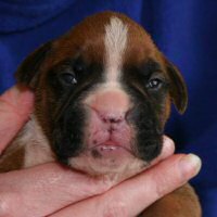 Dog three, day thirteen.