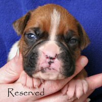 Dog three, day nineteen.