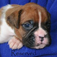 Dog three, day nineteen.