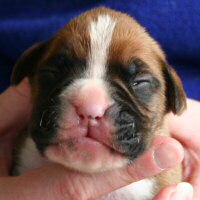 Dog three, day nine.