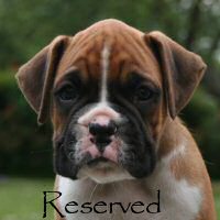 Boxer puppies - Ronin Finn Mccool (Finn), 6 weeks.