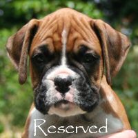 Boxer puppies - Tienlung's Proof of Concept (Canada), 7 weeks.