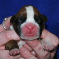 Ronin Enzo Ferrari (Enzo), day one.