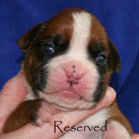 Ronin Enzo Ferrari (Enzo), day thirteen.