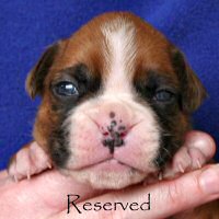 Ronin Enzo Ferrari (Enzo), day nineteen.