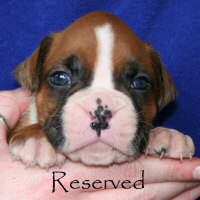 Ronin Enzo Ferrari (Enzo), day nineteen.