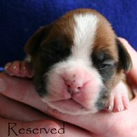 Ronin Enzo Ferrari (Enzo), day nine.