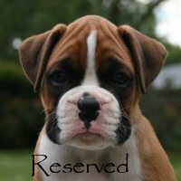 Boxer puppies - Ronin Enzo Ferrari (Enzo), 6 weeks.