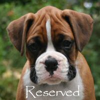 Boxer puppies - Ronin Enzo Ferrari (Enzo), 7 weeks.